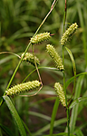 BB 08 0040 / Carex rhynchophysa / Blærestarr